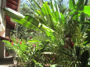 Hotel Luz de Mono 2, Montezuma 